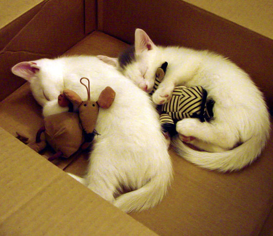 开云·体育全站登录地址-2026世界杯：各国足球队集训营紧锣密鼓，为比赛冲刺，足球俱乐部世界杯