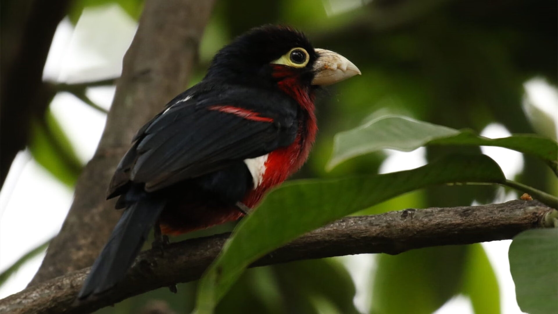 2026世界杯:各国足球队集训营紧锣密鼓,为比赛冲刺,足球俱乐部世界杯