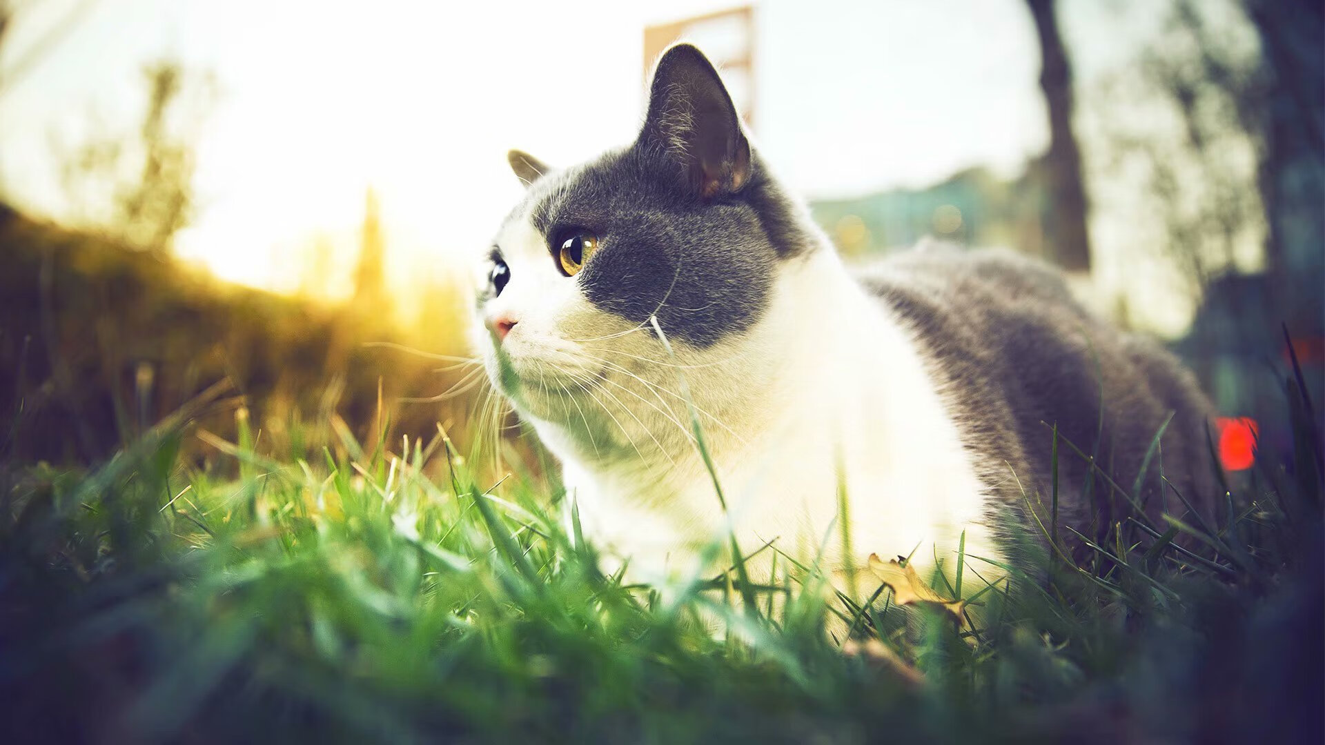 匈牙利游泳与水球双项目力度并重,竞技层面全面发展,匈牙利最受欢迎的运动