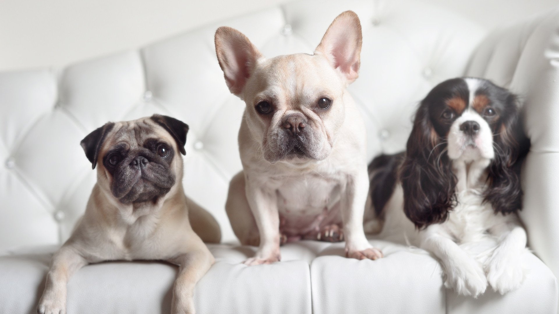 kaiyun体育综合-塞尔维亚女篮在欧洲锦标赛中持续保持强势，冲击冠军