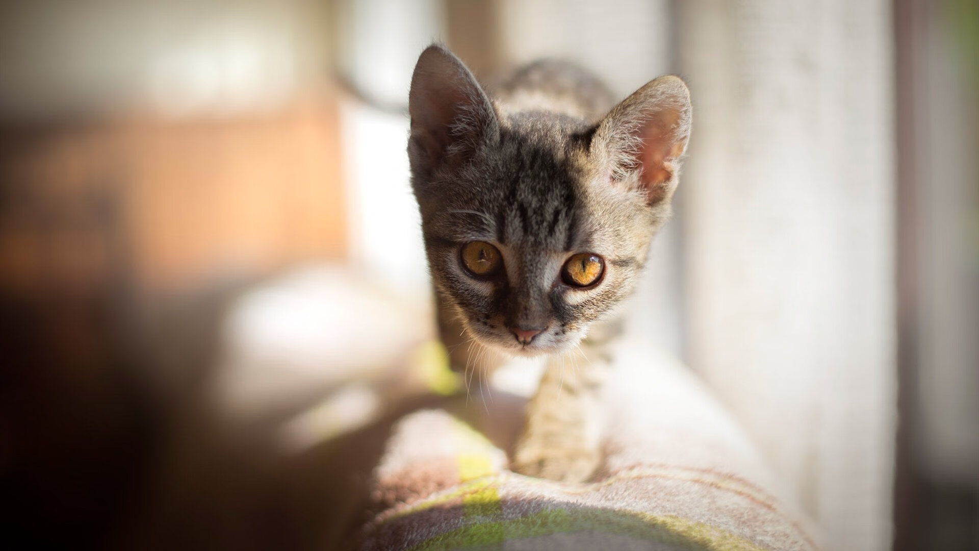 开云官方网页登录-澳大利亚袋鼠队的进攻组织流畅，球员间默契十足，澳大利亚袋鼠竞赛官网