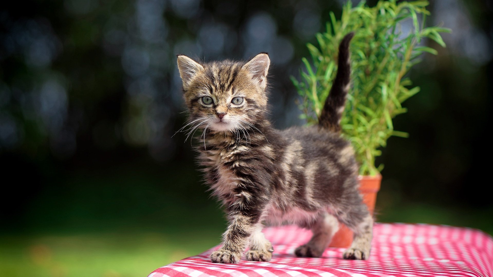 kaiyun登录入口-科特迪瓦女篮在非洲锦标赛中奋勇争夺荣誉，发挥日益强劲，科特迪瓦1_0南非