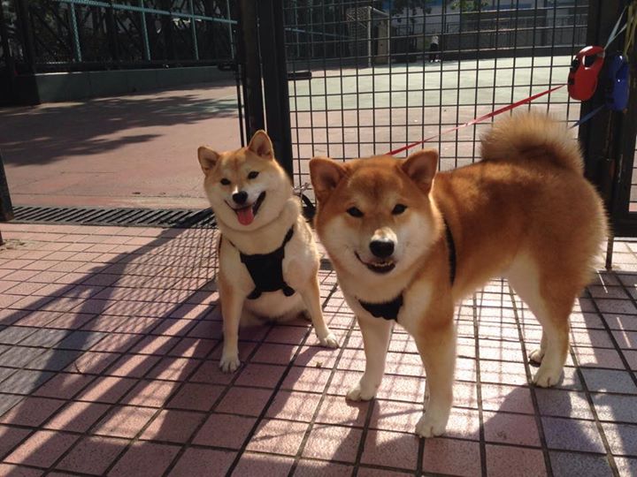 范奥特尔戴克蝉联国家队主力位置,范戴克是什么类型的后卫