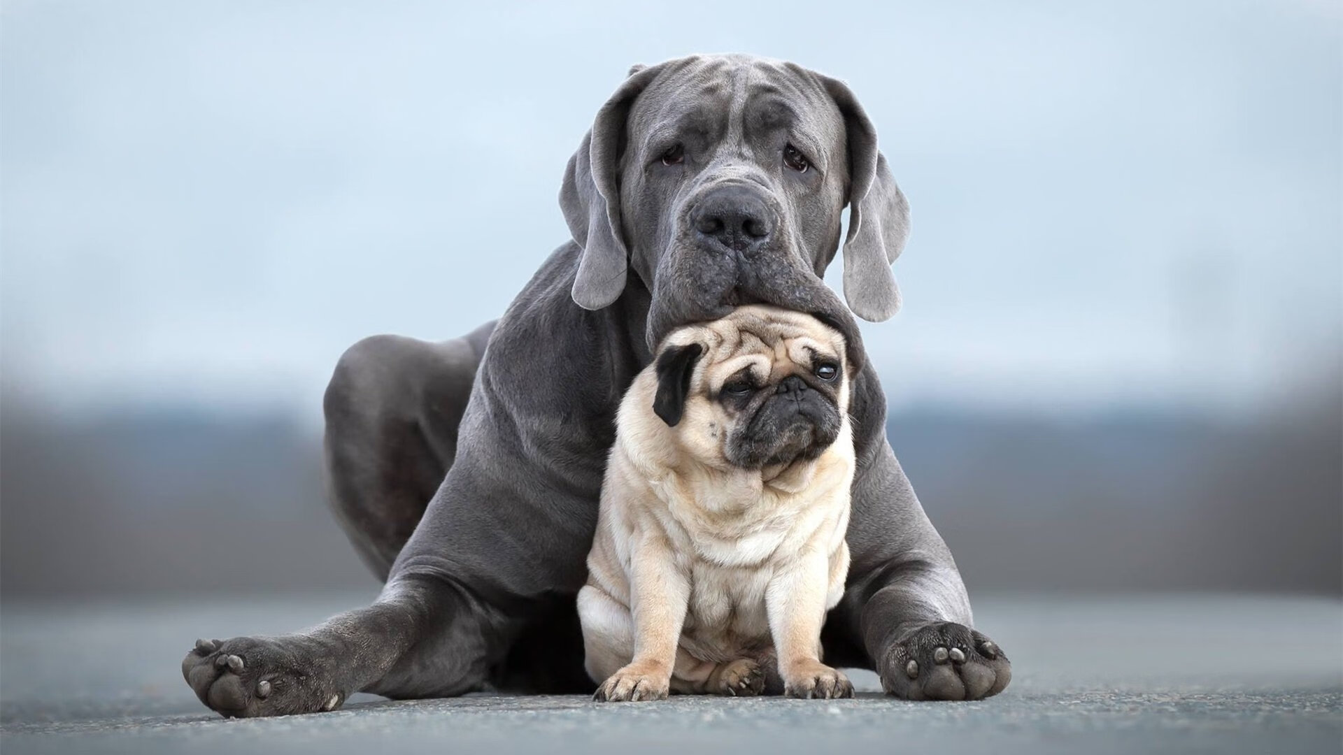 蛙泳强项摩纳哥女队杀入决赛,摩西蛙泳视频