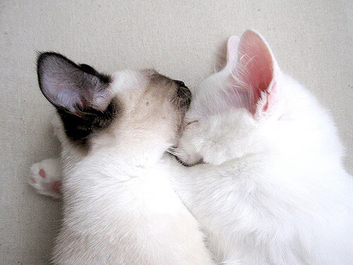 谢佩玲用实力诠释跳水魅力,谢佩新简历